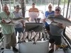 (07/31/2015) - Nice Striped Bass